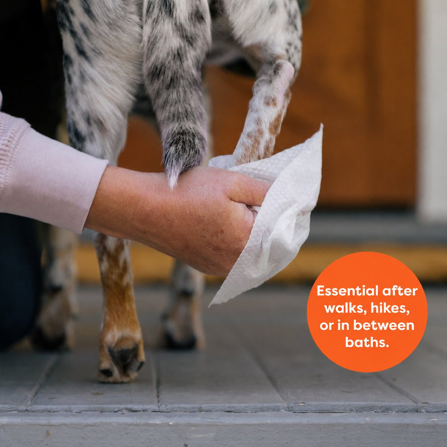 Wiping a dog paw after a walk